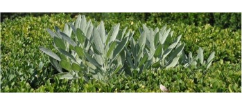 La sauge : un anti-inflammatoire naturel puissant utilisé depuis l’Antiquité